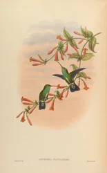 Agyrtria fluviatilis